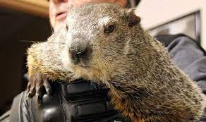 America's foremost weather forecasting groundhog, a superstar in meteorological circles, officially works one day a year: How Old Is Punxsutawney Phil Age Of The Groundhog Exposed World News Express Co Uk