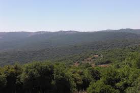 Ajloun Forest Reserve Jordan Forest Reserves Places To Travel Forest