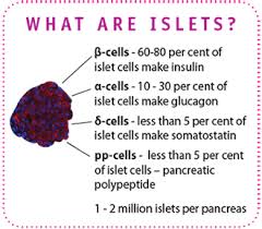 Image result for islets of langerhans diabetes