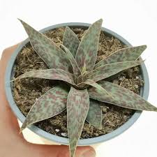 Image result for Crassula alba