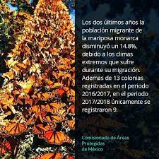 Cambioclimatico Especiesenpeligro Mariposamonarca Cuidadodelplaneta Planeta 13 Colonias Especies En Peligro Clima Extremo