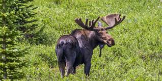 We look forward to treating your skin, body, and mind to an incredible experience, in beautiful estes park, colorado. Moose Rocky Mountain National Park U S National Park Service