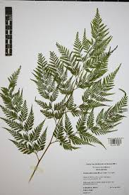 Image result for Davalliaceae