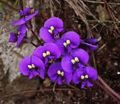 Image result for Hardenbergia