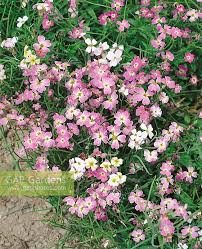 Image result for Malcolmia maritima
