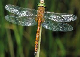 Fauna des Stadtgebietes von Erfurt, Teil I: Libellen (Odonata)