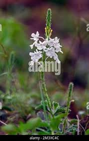 Image result for Chascanum hederaceum