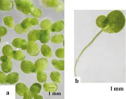 Image result for Wolffiella welwitschii