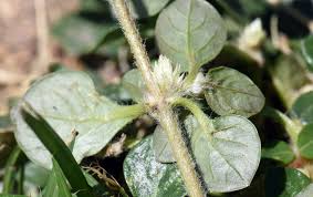 Image result for Alternanthera pungens