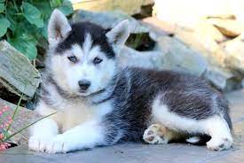 Mya Shepsky Puppy Gerberian Shepsky Puppy Puppies