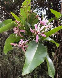 Image result for Calodendrum capense