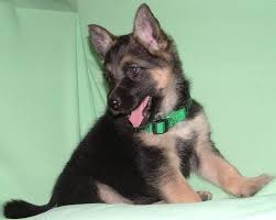 satilik alman kurdu yavrusu http www kopekk com ilan satilik alman kurdu yavrusu 4070 yavru kopek kopek alman coban kopegi