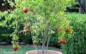 Small artificial plants trees 50cm indoor pomegranate tree for hotel office table decoration. How To Grow Pomegranates Inside