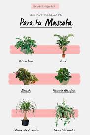 6 Plantas De Interior Seguras Para Tu Mascota Plantas De Interior Plantas Toxicas Para Perros Plantas
