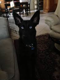 1 2 Black Husky 1 2 German Shepherd At Least I Get Hbo With Her Ears German Shepherd Dogs Black Husky German Shepherd Puppies