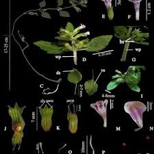 Image result for Clinopodium vernayanum