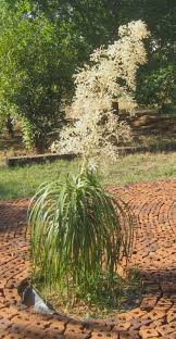 Image result for Deinbollia sp. A