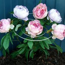 Unrelated to my peonies, i decided to give our mailbox clematis a lattice to grow onto instead of the mailbox. Spirals Plant Supports Set Of 3 Richard Jackson Garden