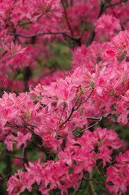 Plant Catalog Gertens Azaleas Plants Garden Shrubs