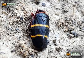 Black bug with red stripes. Two Lined Spittlebug Prosapia Bicincta