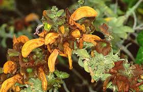 Image result for Achyrospermum carvalhoi