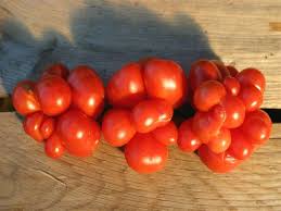 La Tomate Voyage Une Variete Ancienne Insolite Et Originale Tomates Gastronomie Fruits Et Legumes