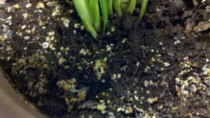 Read on for craig's tips for treating common pests and fungus. How To Get Mold Out Of Potted Plant Soil