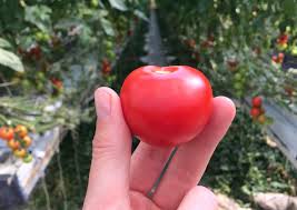 What is the best growing light for tomatoes? Horticulture Lighting From Osram I Led Grow Lights And Solutions Professional And Industrial Applications