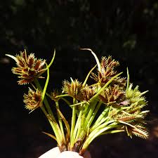 Image result for Cyperus squarrosus