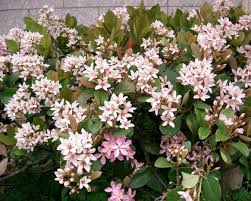 Image result for Hypertelis umbellata