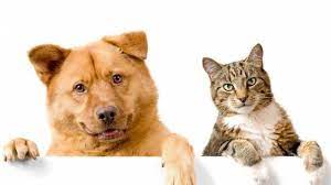 Pertanda dapat mengendalikan diri dengan sangat baik saat menghadapi berbagai situasi dalam hidup. Mimpi Tentang Kucing Dan Anjing Bisa Jadi Pertanda Baik Maupun Buruk Ini Tafsiran Lengkapnya Tribun Manado
