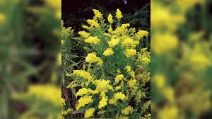 Image result for Dicliptera maculata