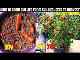 How To Grow Chillies At Home 100 Chillies Per Plant Seed To Harvest Youtube Planting Seeds Chilli Plant Growing Peppers