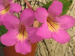 Image result for Streptocarpus kamerunensis