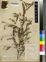 Image result for Indigofera dendroides