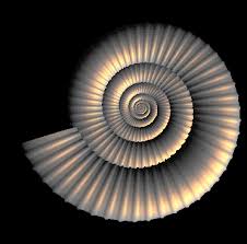 Sirul lui fibonacci reprezinta o serie de numere, in care fiecare dintre ele este suma ultimelor doua. SpiralÄ LogaritmicÄ Math Wiki Fandom