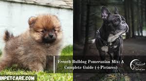 .(smooth) fox terrier mix foxhound french bulldog french bulldog mix frenchton frug german shepherd german shepherd mix german mix greater swiss mountain dog greater swissydoodle hangin' tree cow dog havachon havanese havanese/maltese mix havanese/shih tzu hybrid. French Bulldog Pomeranian Mix A Complete Guide Pictures