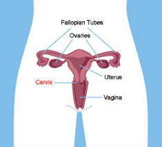 For early screening and detection of cervical cancer, women should look out for a number of cervical cancer signs and symptoms: Cervical Cancer Diagnosis And Treatment