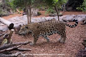 Resultado de imagen de imagenes de loro parque