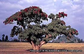 Image result for Hagenia abyssinica