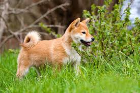 Feel free to browse hundreds of active classified puppy for sale listings, from dog breeders in pa and the surrounding areas. 13 Places To Find Shiba Inu Puppies For Sale Best To Worst