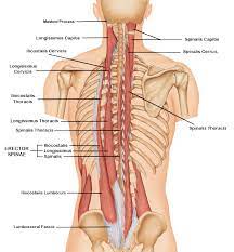 On this page, you'll learn about each of these muscles, their locations and functional anatomy. Anatomy Of Back Spine And Common Conditions Orthosports