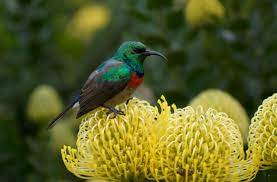 Did you know the flowers that attract hummingbirds? Attracting Birds To Small Gardens Sa Garden And Home