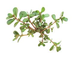 The leaves are used in fattoush salad, a typical dish eaten as a starter in middle eastern cuisine. Purslane Salad With Pomegranate Fig Walnut And Quince A Taste For Travel