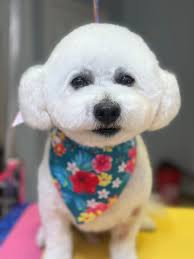 Groomers Uplifting Groomers