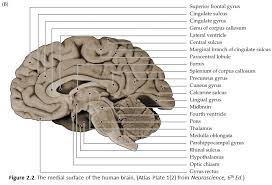 The picture above shows the midsagittal view of a human, monkey, and cat brain. Duke Neurosciences Lab 1 Surface Anatomy Of The Brain