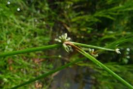 Image result for Isolepis prolifera