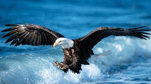 Bald Eagle High Definition Wallpaper 1920x1080 Eagle Pictures Eagles Bald Eagle