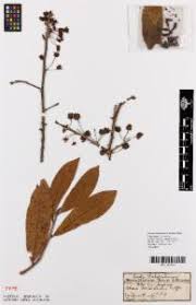 Image result for Ochna afzelii