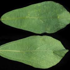 Image result for Neorautanenia ficifolia